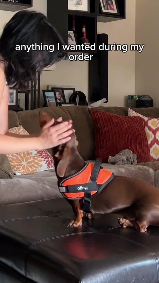 Reflective No-Pull Dog Harness